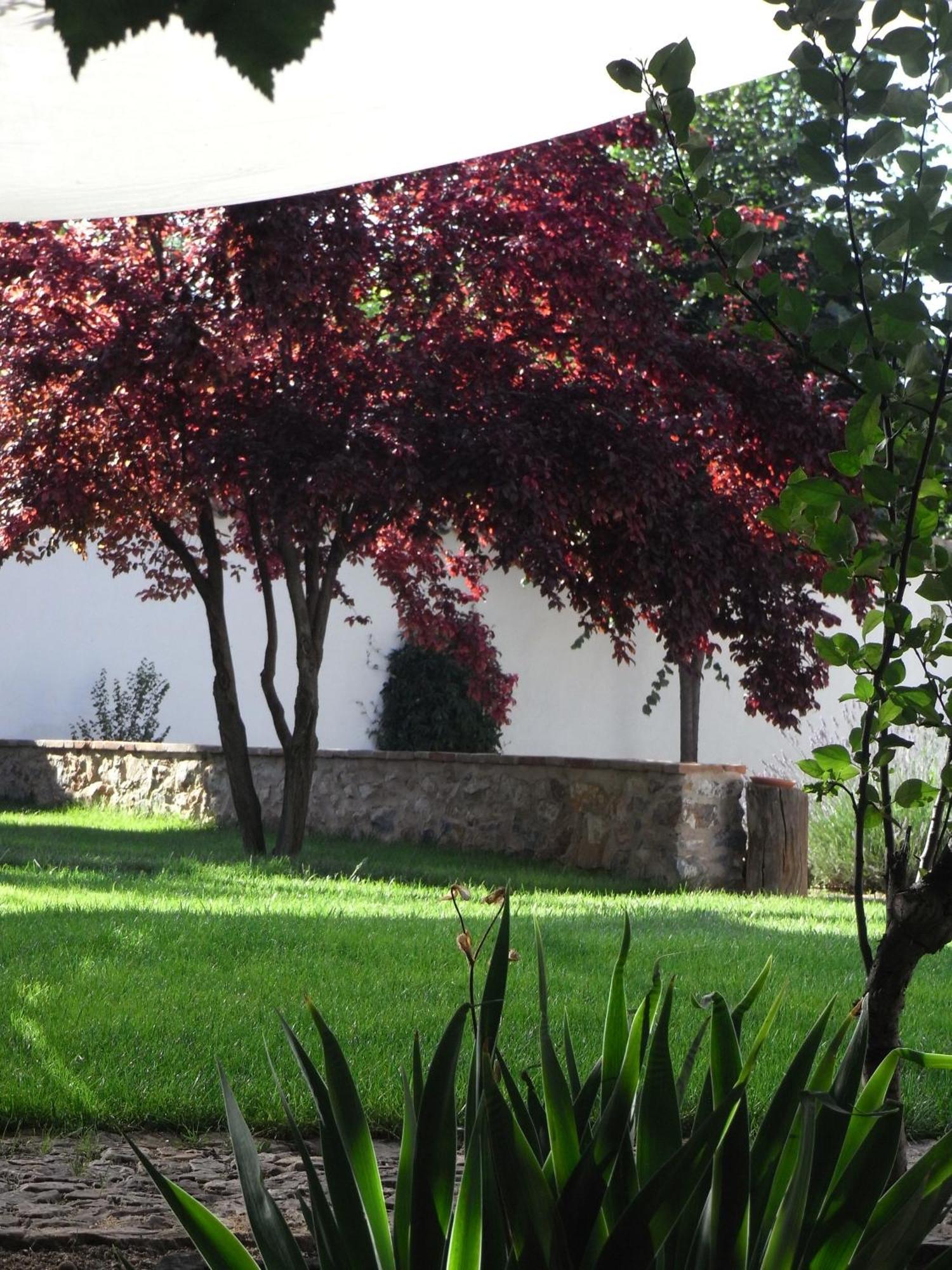 Casa Rural La Alameda Madridejos Bagian luar foto