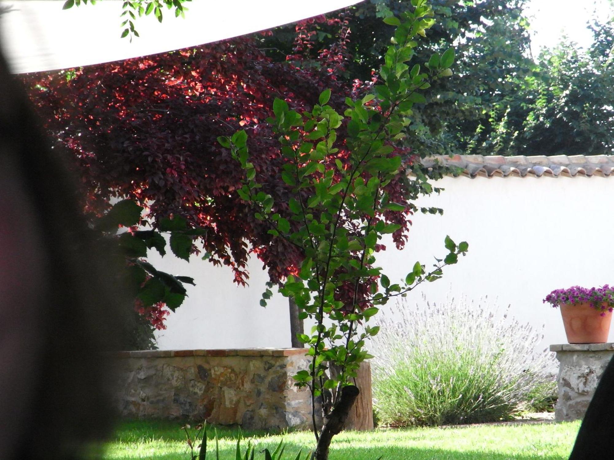 Casa Rural La Alameda Madridejos Bagian luar foto